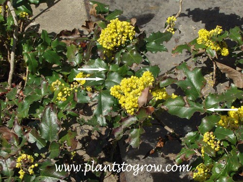 Oregon Grape Holly (Mahonia aquifolium
has a pinnate compound leaf with sessile leaflets